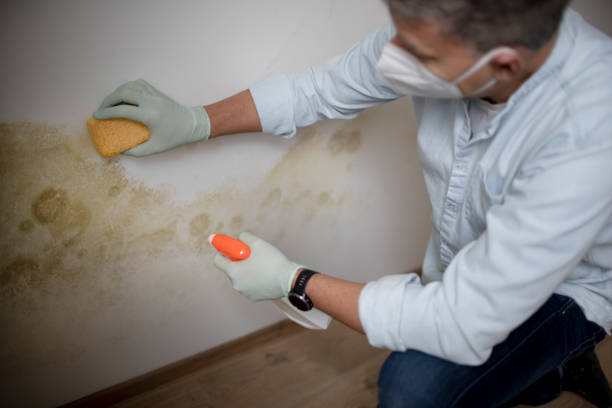 Best Office Mold Removal Services  in Joanna, SC