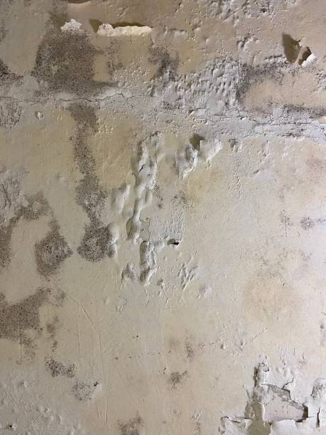 Best Local Mold Removal Service  in Joanna, SC