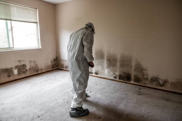 Office Mold Removal Services in Joanna, SC