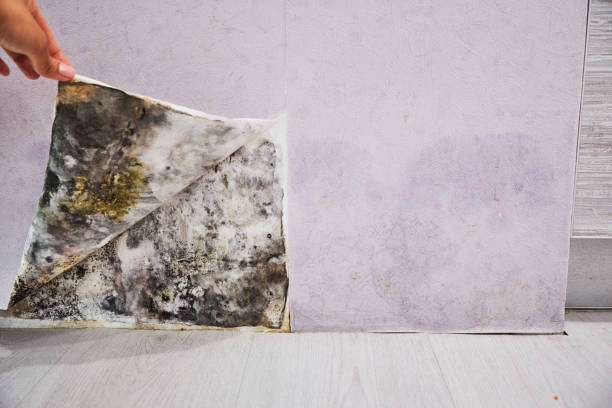 Attic Mold Removal in Joanna, SC